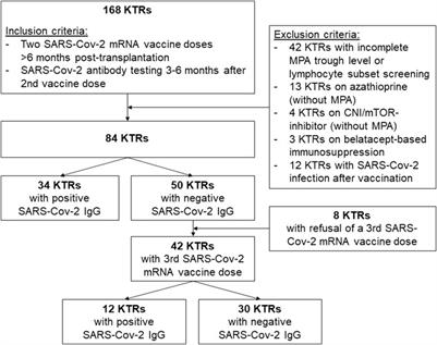 Therapeutic Drug Monitoring of Mycophenolic Acid Identifies Kidney Transplant Recipients Responsive to Two SARS-CoV-2 mRNA Vaccine Doses